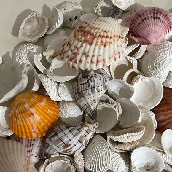 Jojos Seashell Shack Collection Florida Shells Decor Crafting Over 100 including - Picture 3 of 16